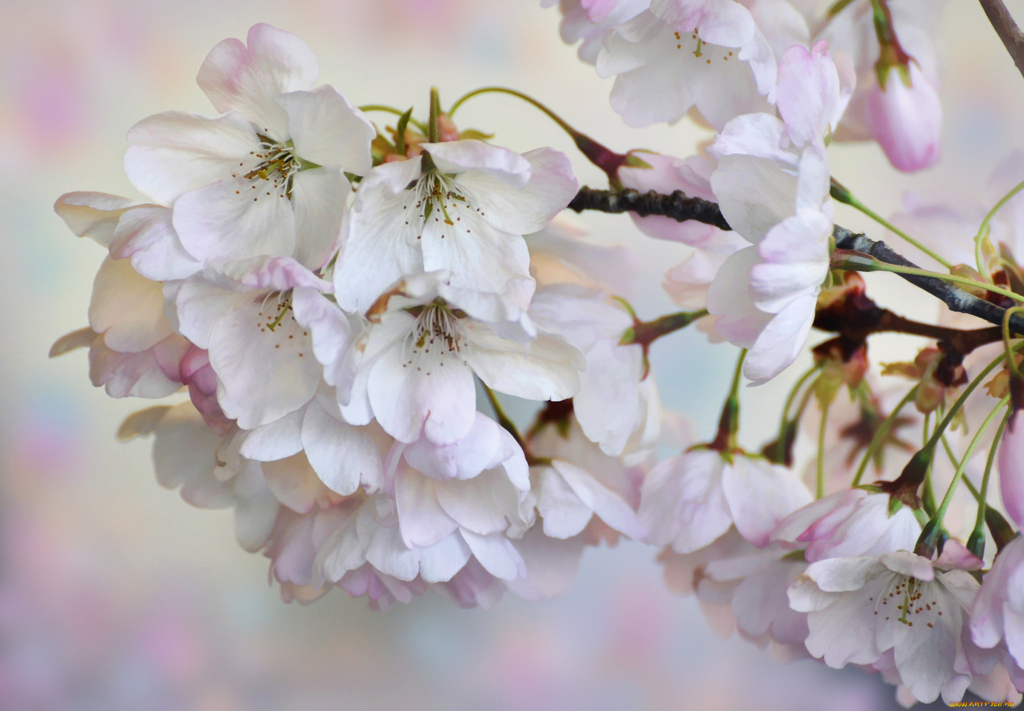 Blossom цветы. Цветы Сакуры. Цветение вишни. Цветущая вишня обои. Цветение вишни бежевый.
